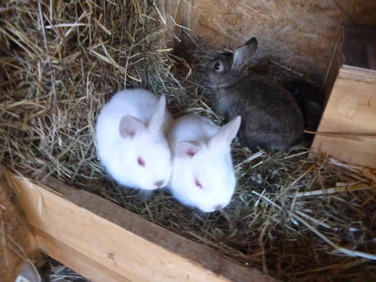 Farm stay Maja *