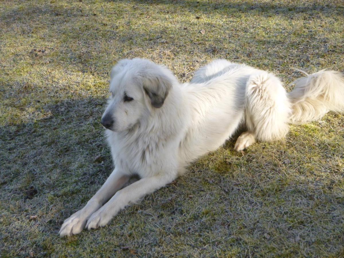 Maja