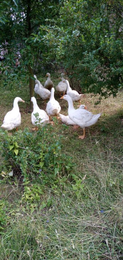 Farm stay Maja