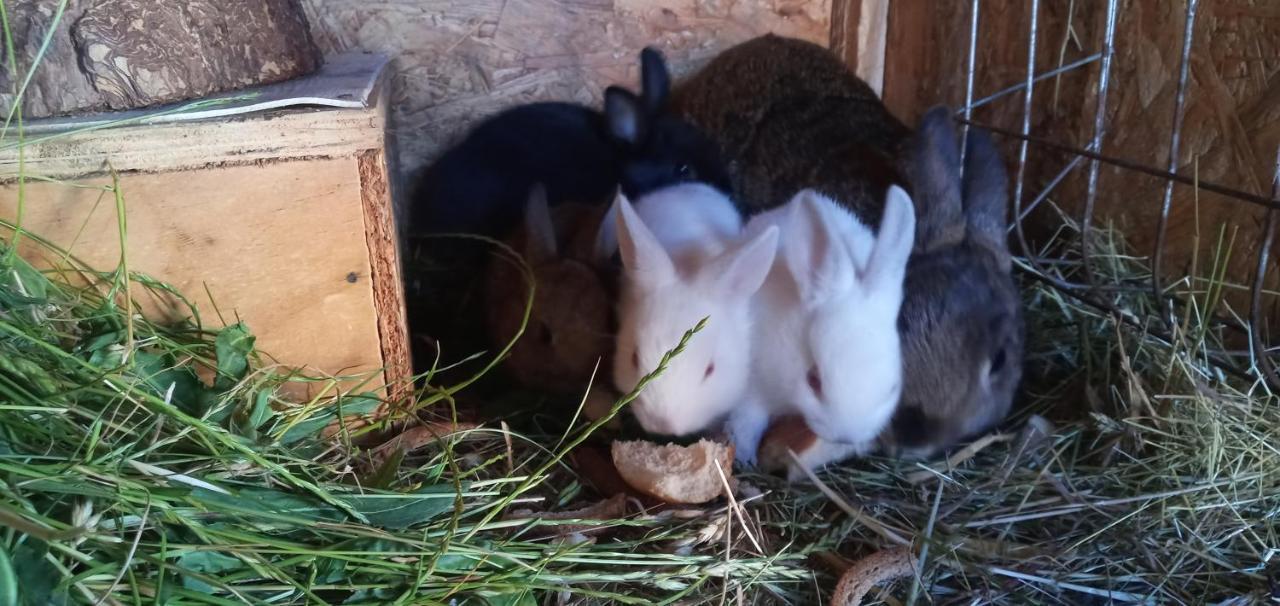 Farm stay Maja Guhrow