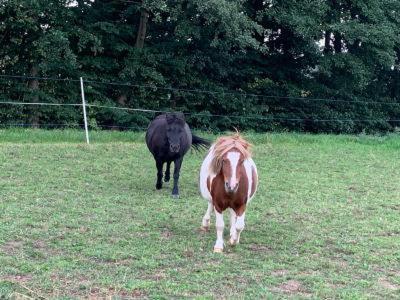 Maja Vakantieboerderij Guhrow