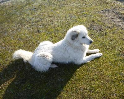 Farm stay Maja